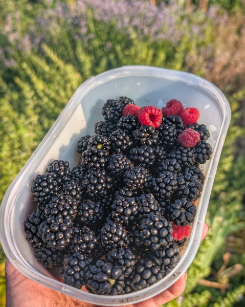 Has anyone started picking blackberries yet this summer?