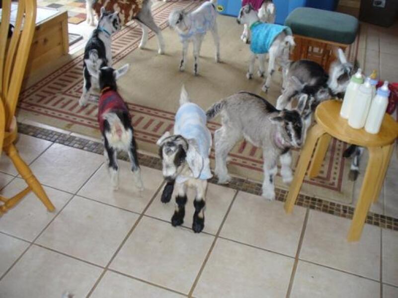 AMA We’ve just bought an old farmhouse with 7 kids.