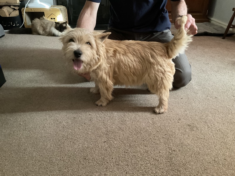 Vulnerable Dog Breeds UK - do you have one?