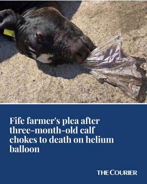 AIBU to object to balloon and lantern memorial releases for environmental reasons ?