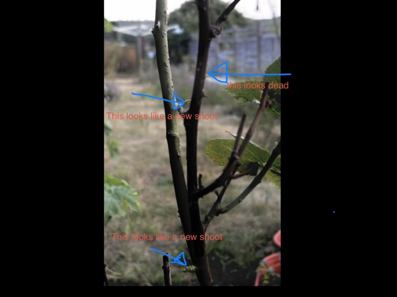 How to revive rose?