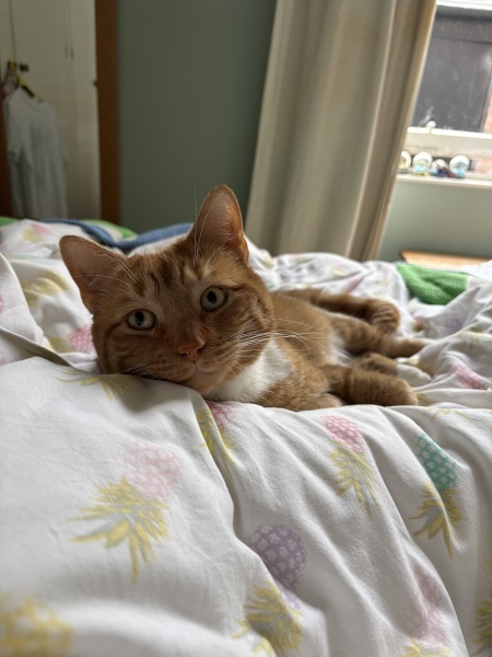 Cat dental recovery