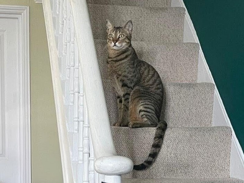 Siamese or not?!