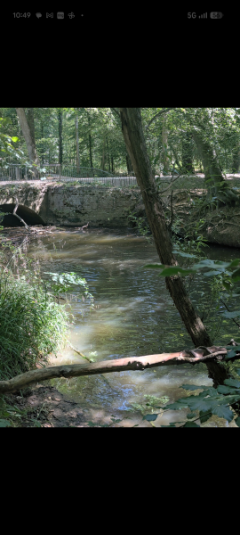 Should I worry after my son fell into stagnant water?