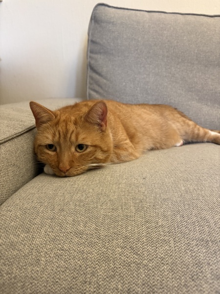 Cat dental recovery