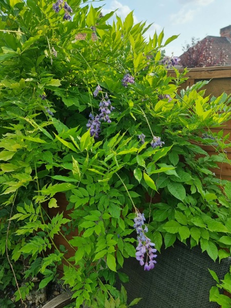 Pruning and deadheading