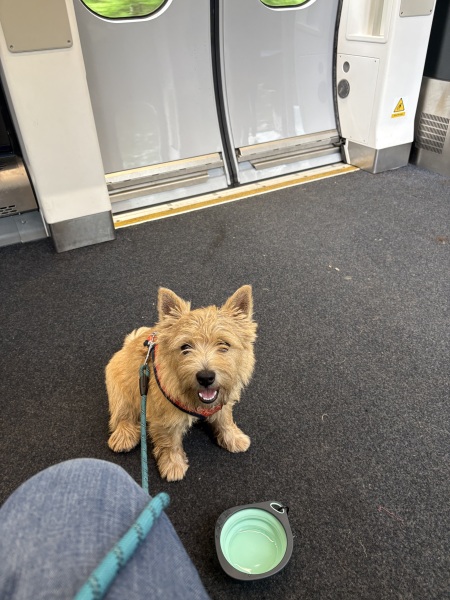 To strongly dislike small dogs