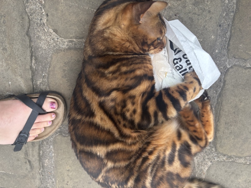 Birthday present for your cat