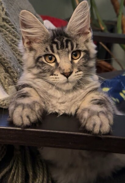 Should we get the cat or dog first for a happy home?