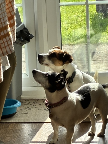 To strongly dislike small dogs