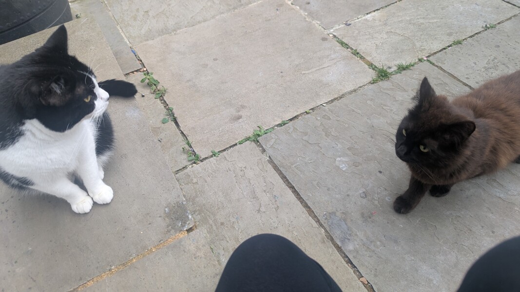 Introducing new cat to original cat, advice needed