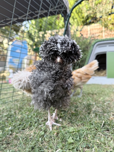 Polish chickens gender