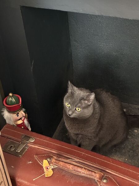How to help my cat lose weight?