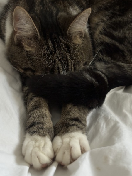 How can I help my cat settle after the cattery?