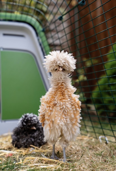 Polish chickens gender