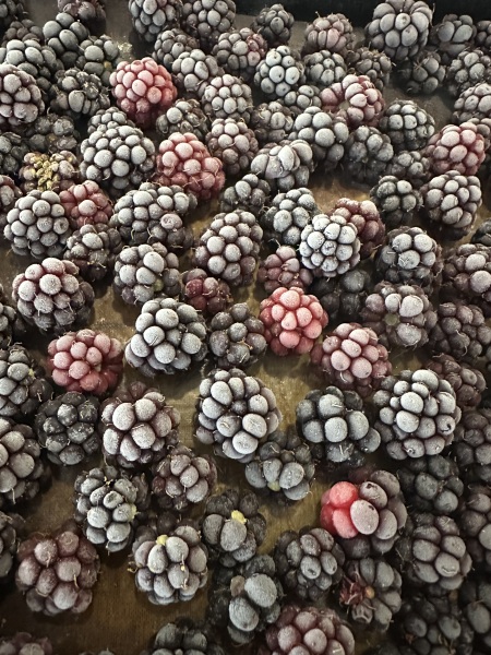 The Year Round Nigel Slater Discussion Thread - Part 5