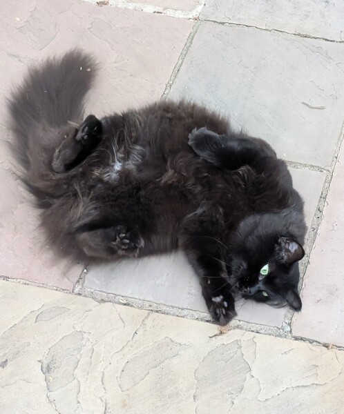 Get A Compass! The Excellent Cats embrace a new rallying cry