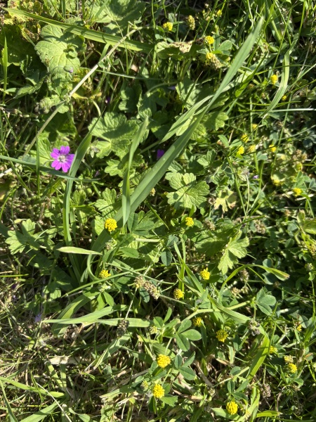 Weeds Have Rights Too !