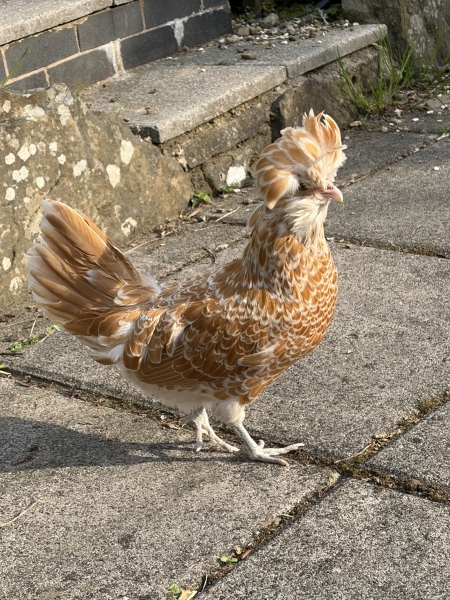 Polish chickens gender
