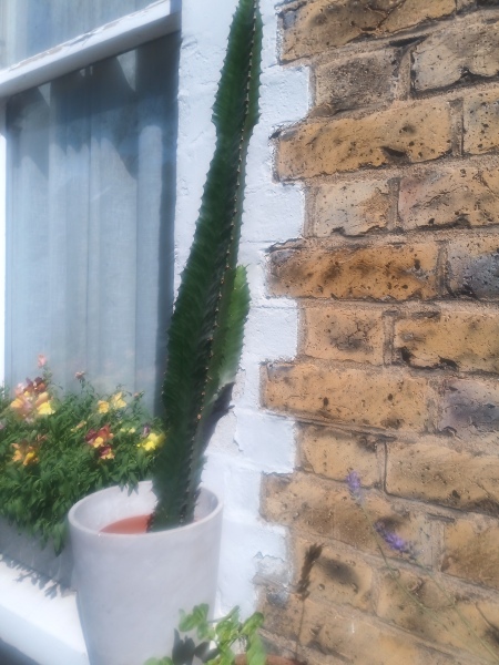 What is this and how do I care for it?