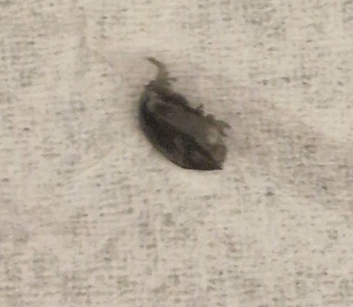 Is this a bed bug??