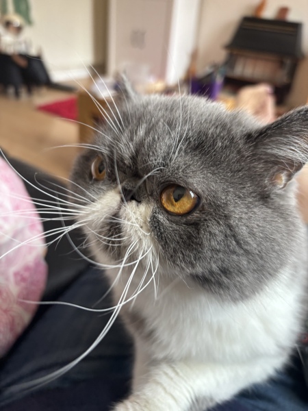 Pampered, Persian, Princess Penelope