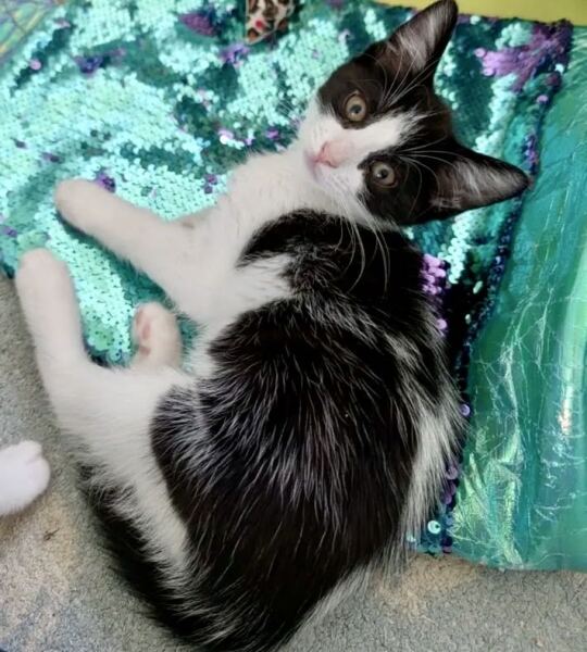 Need a kitten name please.