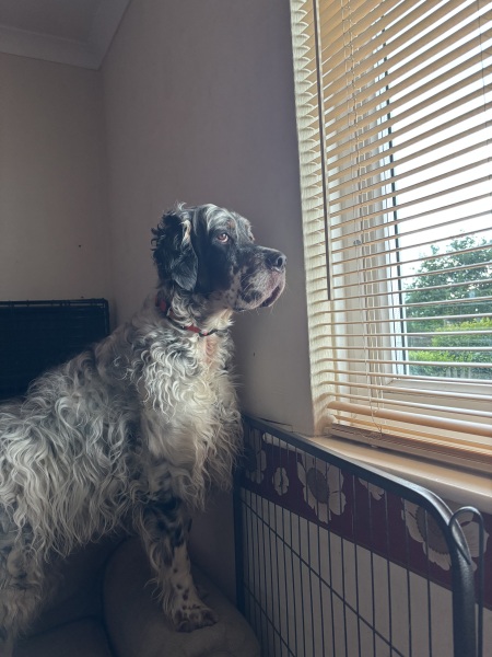 Vulnerable Dog Breeds UK - do you have one?