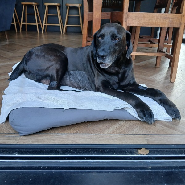 What breed mix would you put this chap as?