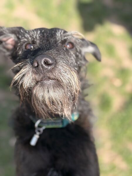 Vulnerable Dog Breeds UK - do you have one?
