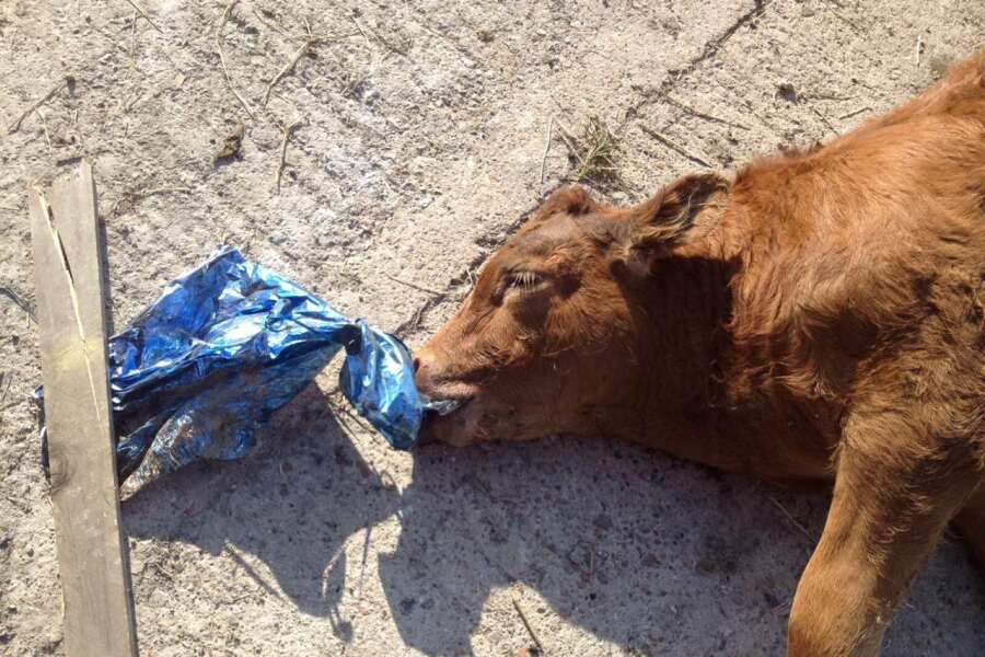 AIBU to object to balloon and lantern memorial releases for environmental reasons ?
