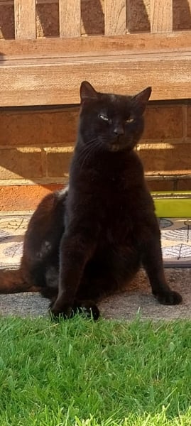 Made a mistake and don’t want a cat!