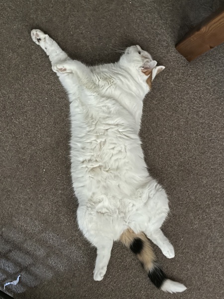 Get A Compass! The Excellent Cats embrace a new rallying cry