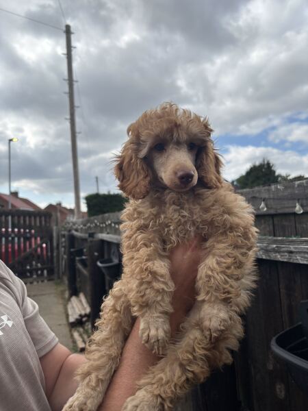 What should I call him