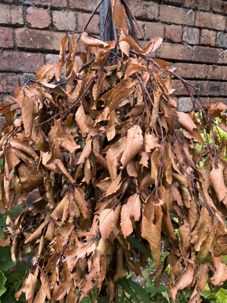 Bay leaves
