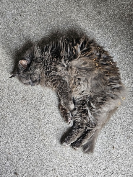 Get A Compass! The Excellent Cats embrace a new rallying cry