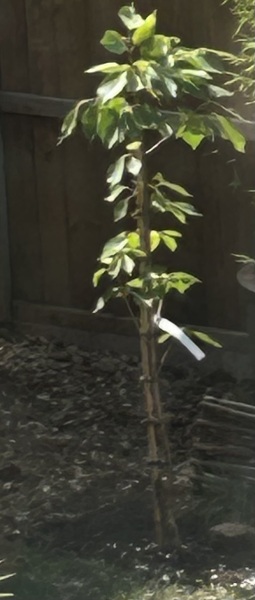 Can you identify this tree?