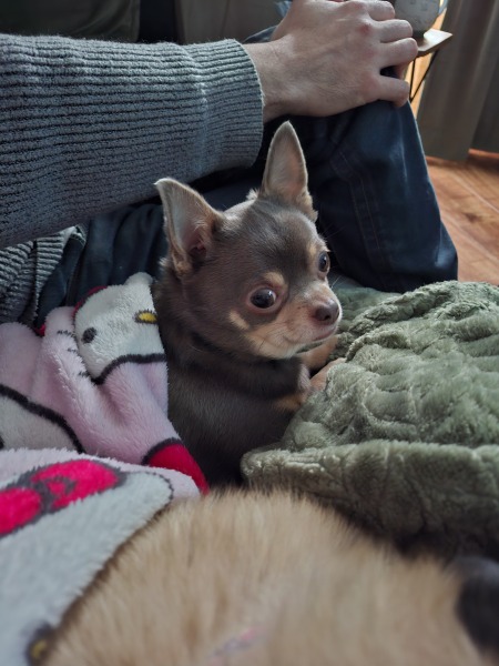 My chihuahua has stopped jumping on the couch