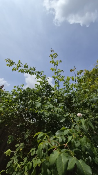 Climbing rose help 🙏