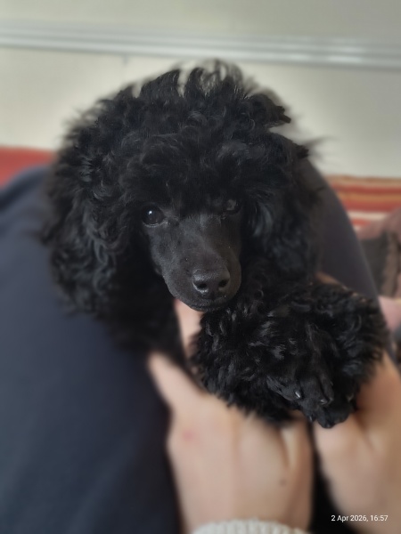 To strongly dislike small dogs