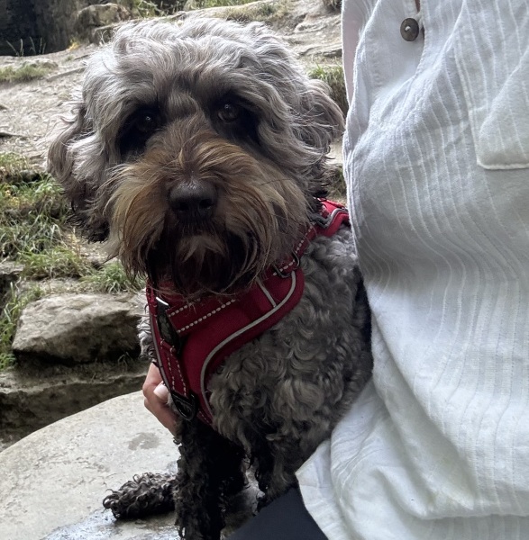 Camping and Raw Dog Food Consumer - Suggestions/Strategies Please.