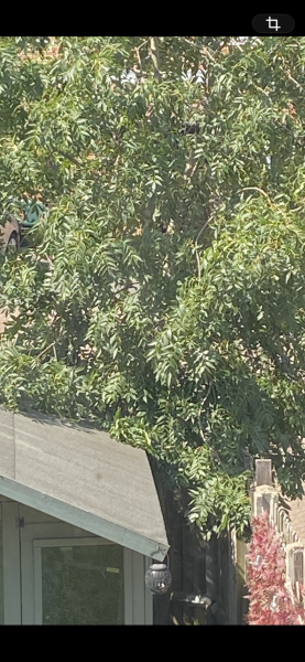 Tree identification