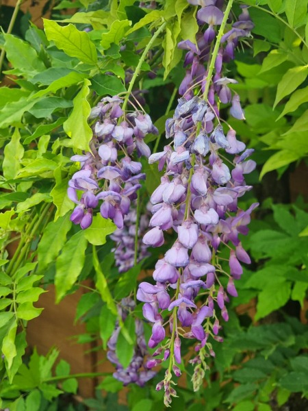 Pruning and deadheading