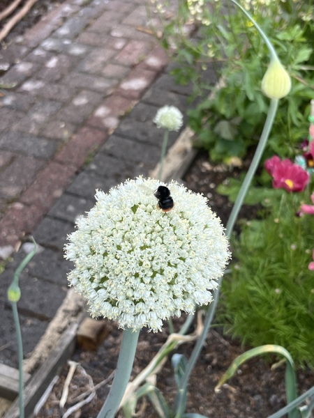 What have you done in the garden today? Part 9