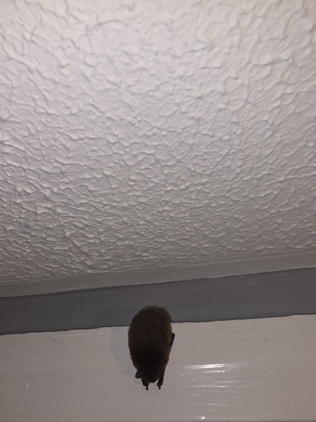Have you ever had any critters get into your home?