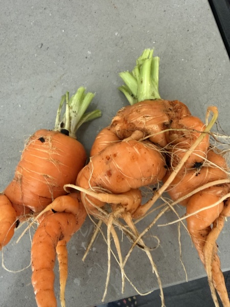 Ugly carrots ☹️