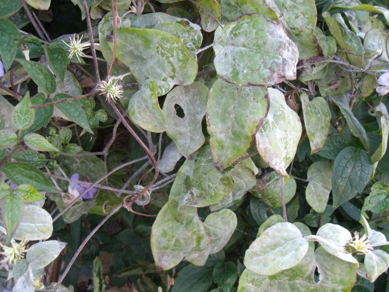 Is this mould on my clematis ?