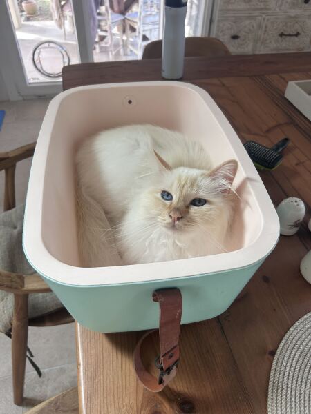 So annoyed at my cat