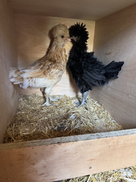 Polish chickens gender