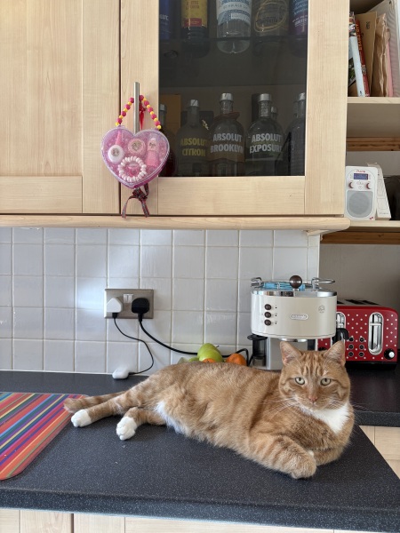 So annoyed at my cat